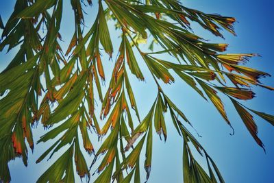 Low angle view of plants against clear sky