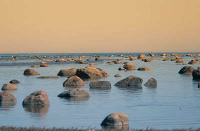 Flock of birds relaxing on stones in the sea