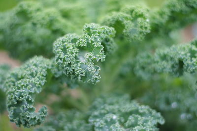 Close-up of frozen plant