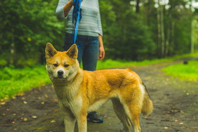 Low section of person with dog standing on road