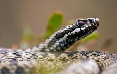 Close-up of wild animal on leaf