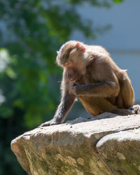 Close-up of fresh sitting on rock