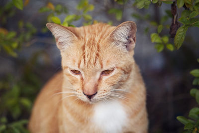 Close-up portrait of ginger cat outdoors