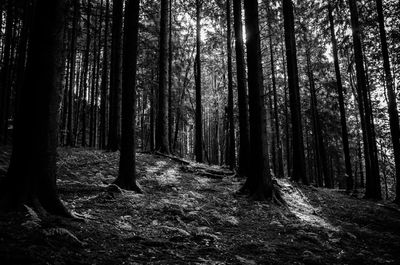 Trees in forest