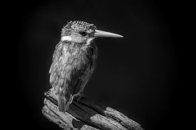 Close-up of bird perching on wood