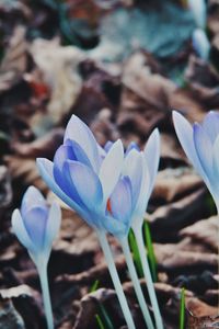 Close-up of purple crocus flowers on field