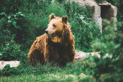 Grizzly bear relaxing on grassy field