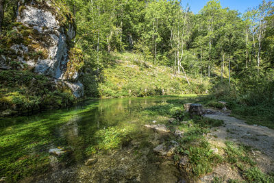 Scenic view of stream flowing through rocks in forest