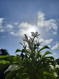 Low angle view of plant against sky