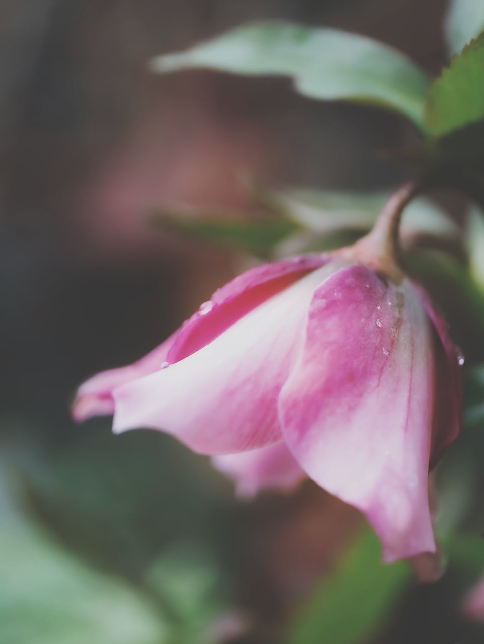 CLOSE-UP OF PINK ROSE