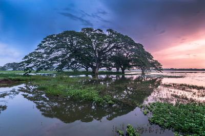 Tree by lake against sky