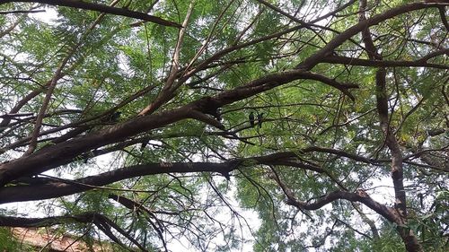 Low angle view of trees in forest