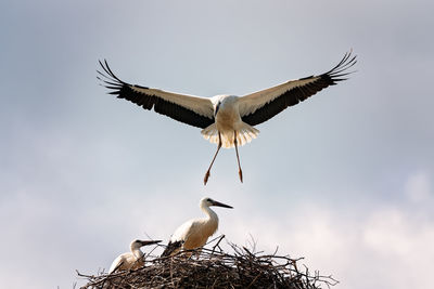 Low angle view of birds flying against sky