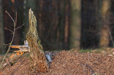 Close-up of logs