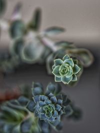 Close-up of succulent plant