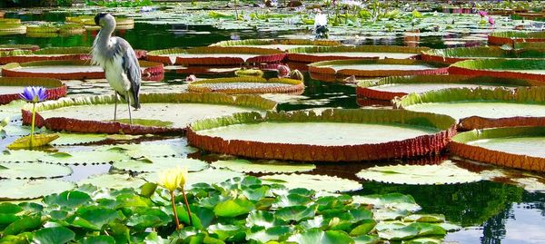 Close-up of water lily in pond