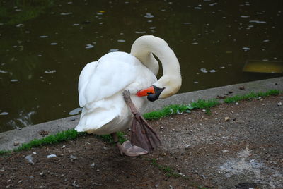 White swan on lakeshore