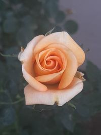 Close-up of rose flower