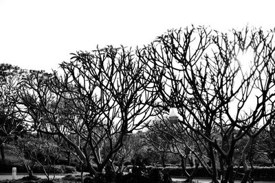 Low angle view of bare trees against clear sky