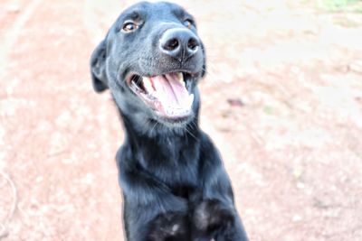 Close-up of a dog looking away