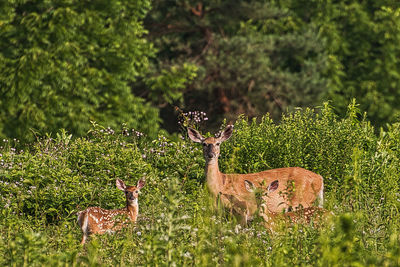 Deer in a field