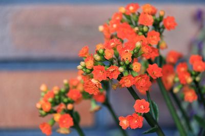 Close-up of orange flowering plant