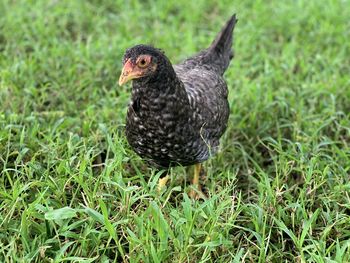 Close-up of a bird on grass