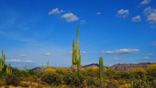 Cactus plants growing on land against sky