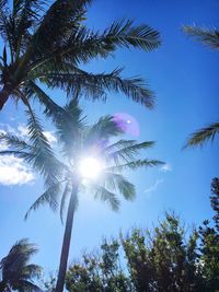 Low angle view of palm trees against blue sky