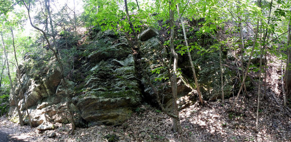 Trees growing in forest