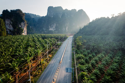 High angle view of road amidst trees