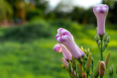 Close-up of pink flowering plant on field