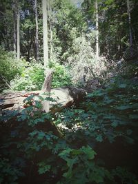 Trees in forest