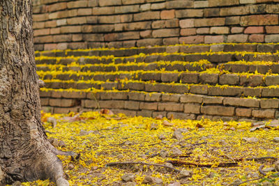 Yellow flowering plants by wall