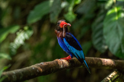 Close-up of bird perching on branch