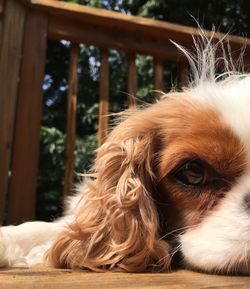 Close-up portrait of cavalier king charles spaniel resting in balcony