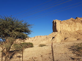 Trees on desert against clear blue sky