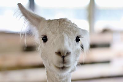 Close-up portrait of white horse