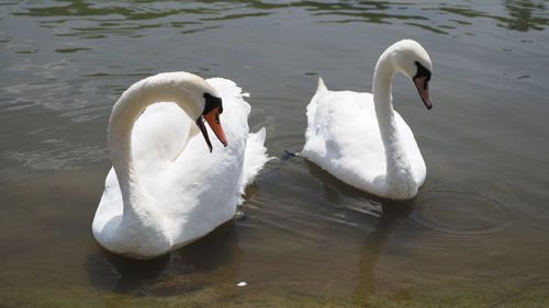 Swans swimming in lake