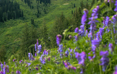 Close-up of purple flowers growing in forest