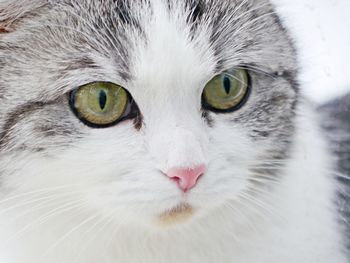 Close-up portrait of cat