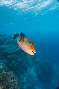 Close-up of turtle swimming in sea