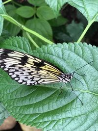 Close-up of butterfly perching on leaf