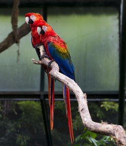 View of parrot perching on branch