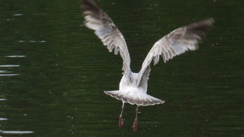 Bird flying over white background