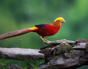 Close-up of bird perching on rock