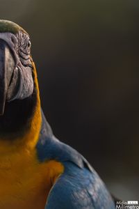 Close-up of a bird