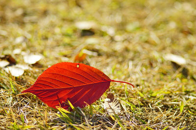 High angle view of orange leaf on grass