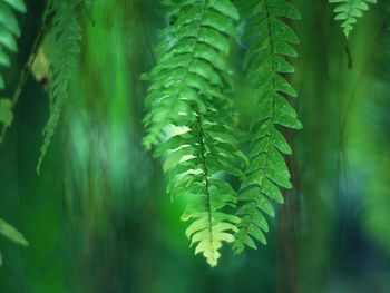 Close-up of fern leaves