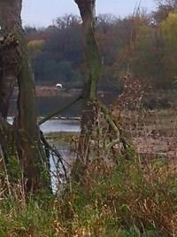 Scenic view of lake amidst trees in forest